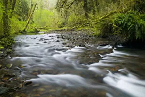 Images Dated 23rd April 2005: NA, USA, Washington, Olympic National Park, Hoh Rainforest, Spring Stream and fresh green