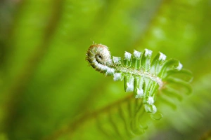 Images Dated 23rd April 2005: NA, USA, Washington, Olympic National Park, Hoh Rain Forest Spring Fern