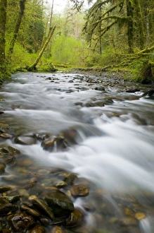 Images Dated 23rd April 2005: NA, USA, Washington, Olympic National Park, Hoh Rainforest, Spring Stream and fresh green
