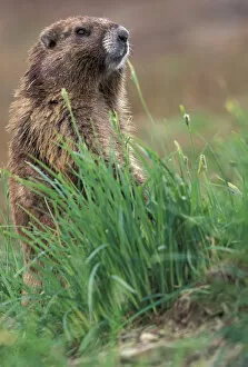 Images Dated 8th March 2004: NA, USA, Washington, Olympic NP, Olympic marmot near burrow watching for threats
