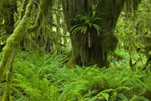 NA, USA, Washington, Olympic NP. Fresh Spring green of the rainforest, Spring Fresh