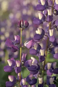 NA, USA, Washington, Olympic NP Arctic lupine (Lupinus arcticus)