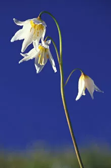 NA, USA, Washington, Olympic NP Avalanche lily trio with blue sky; summer