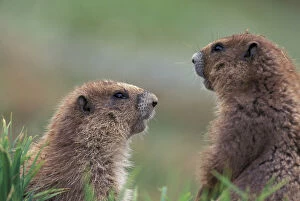 NA, USA, Washington, Olympic NP Olympic marmots near burrow, near Obstruction