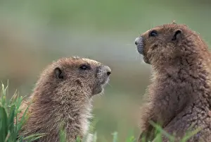 Olympics Prints: NA, USA, Washington, Olympic NP Olympic marmots near burrow, near Obstruction