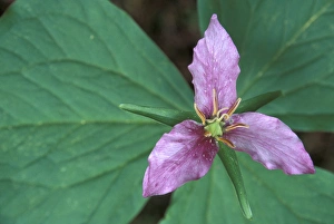 Images Dated 8th March 2004: NA, USA, Washington, Olympic NP Trillium closeup, along trail to Sol Duc; summer