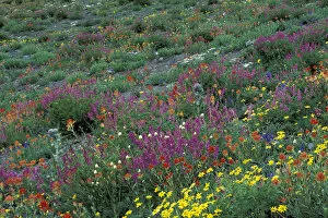 Images Dated 8th March 2004: NA, USA, Washington, Olympic NP Western Sweet-broom with paint brush, arnicas