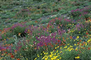 Olympics Prints: NA, USA, Washington, Olympic NP Western Sweet-broom with paint brush, arnicas