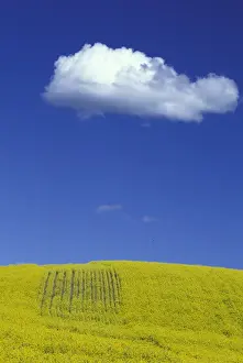 Simple Prints: NA, USA, Washington, Palouse area of eastern Washington Canola field and lone cloud