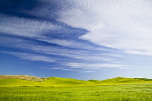 NA, USA, Washington, Palouse Counrty, Fresh Spring Barley and Wheat Fields