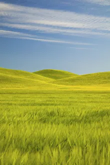 NA, USA, Washington, Palouse Counrty, Fresh Spring Barley and Wheat Fields