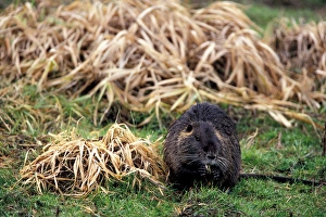 Images Dated 28th January 2005: NA, USA, Washington, Ridgefield NWR, Nutria (Myocastor coypus) feeding on roots