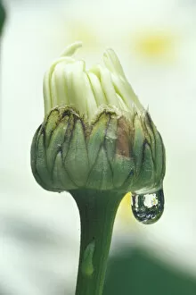 NA, USA, Washington, Sammamish Dew drop reflection on daisy