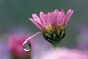 NA, USA, Washington, Sammamish Dew drop on daisy petal