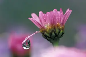 Drop Prints: NA, USA, Washington, Sammamish Dew drop on daisy petal