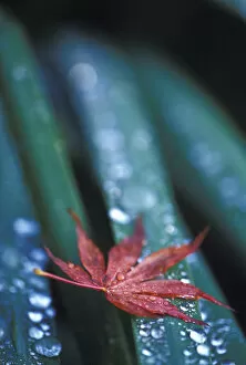 Images Dated 4th November 2004: NA, USA, Washington, Sammamish Fallen Japanese maple leaf and dew on iris leaves