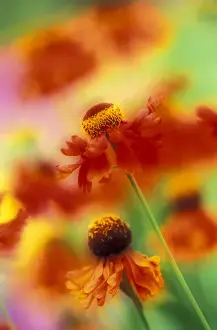 NA, USA, Washington, Sammamish In- and out-of-focus sneeze weed