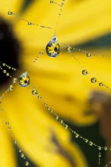 NA, USA, Washington, Sammamish Spider web and dew drop reflection