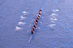 Images Dated 8th April 2005: NA, USA, Washington, Seattle, Crew Rowing in Motion