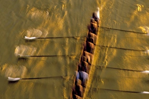 Images Dated 8th April 2005: NA, USA, Washington, Seattle, Crew Rowing in Motion