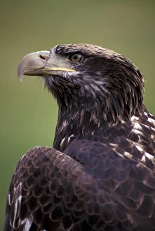 Images Dated 14th April 2004: N.A. USA, Washington, Seattle. Woodland Park Zoo. Immature bald eagle (Haliaeetus
