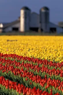 Images Dated 28th January 2005: NA, USA, Washington, Skagit Valley, Field of tulips and barn with silos