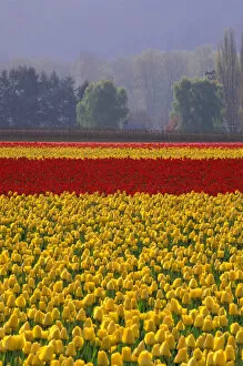 NA, USA, Washington, Skagit Valley, Field of yellow and red tulips with trees in