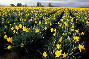 Images Dated 28th January 2005: NA, USA, Washington, Skagit Valley, Wide-angle view of daffodil field in early morning
