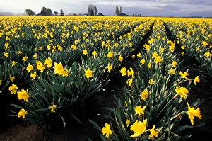 Images Dated 28th January 2005: NA, USA, Washington, Skagit Valley, Wide-angle view of daffodil field in early morning