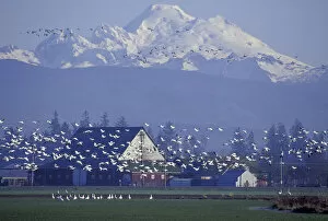 Images Dated 10th May 2004: NA, USA, Washington, Skagit Valley, Conway. Snow geese and Mt. Baker