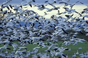 Images Dated 14th April 2004: NA, USA, Washington, Skagit Valley Snow geese (Chen caerulescens)