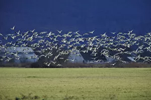 Images Dated 14th April 2004: NA, USA, Washington, Skagit Valley Snow geese (Chen caerulescens)