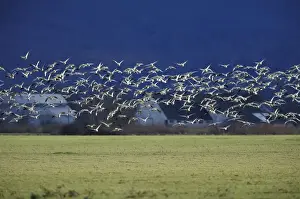 NA, USA, Washington, Skagit Valley Snow geese (Chen caerulescens)