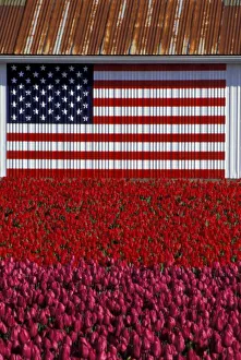 Mural Prints: NA, USA, Washington, Skagit Valley, U. S. flag on barn and tulip field