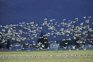 Images Dated 14th April 2004: NA, USA, Washington, Skagit Wildlife Management Area Snow geese (Chen caerulescens)