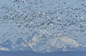 Images Dated 14th April 2004: NA, USA, Washington, Skagit Wildlife Management Area Snow geese (Chen caerulescens)