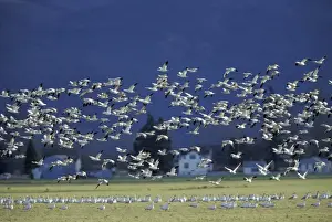 Images Dated 14th April 2004: NA, USA, Washington, Skagit Wildlife Management Area Snow geese (Chen caerulescens)