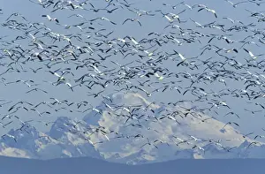 Geese Prints: NA, USA, Washington, Skagit Wildlife Management Area Snow geese (Chen caerulescens)