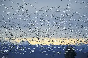 Images Dated 14th April 2004: NA, USA, Washington, Skagit Wildlife Management Area Snow geese (Chen caerulescens)