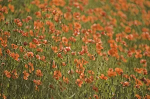 Images Dated 24th June 2005: NA, USA, Washington State, Colfax, Fire Poppies Growing in the Palouse Region of Washington