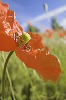 Images Dated 24th June 2005: NA, USA, Washington State, Colfax, Fire Poppies Growing in the Palouse Region of