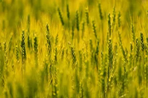 NA, USA, Washington State, Palouse Region, Wheat Crop