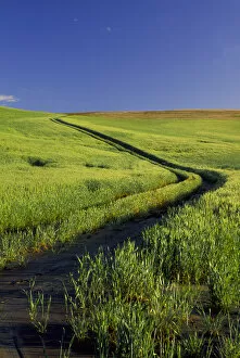Images Dated 17th October 2005: NA, USA, Washington State, Palouse Region, Road Thru Green Wheat Field