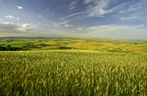 Images Dated 18th October 2005: NA, USA, Washington State, Palouse Region, Green Spring Wheat & Rolling Hills