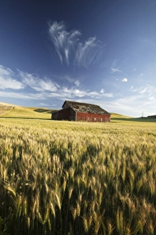 North West Prints: NA, USA, Washington State, Saint John, Red Barn in Harvest Time Wheat Field. PR
