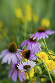 Images Dated 25th August 2005: NA, USA, Washington State, Seattle, Backyard Garden in Full Bloom, Selective Focus Image