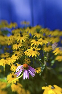 Images Dated 25th August 2005: NA, USA, Washington State, Seattle, Backyard Garden in Full Bloom, Selective Focus Image