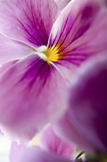 Images Dated 14th June 2005: NA, USA, Washington State, Uniontown, Garden Flowers
