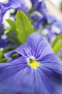 Images Dated 14th June 2005: NA, USA, Washington State, Uniontown, Garden Flowers