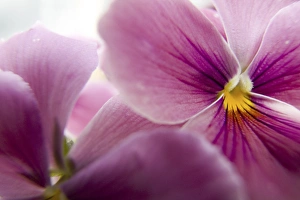 Images Dated 14th June 2005: NA, USA, Washington State, Uniontown, Garden Flowers